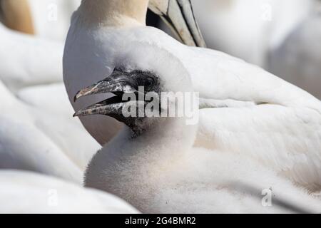 Der junge Vogel einer nördlichen Gannette sitzt mitten in der Kolonie und hat seinen Schnabel geöffnet. Stockfoto