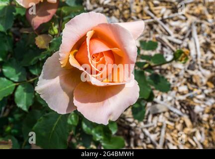 Makroaufnahme einer pfirsichfarbenen Rose in Seatac, Washington. Stockfoto