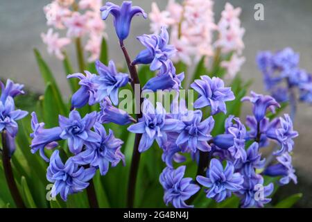 Blaue und rosa Hyazinthe mit weichen Blütenblättern und grünen Blättern, blühende Hyazinthe im Garten, blaue und rosa Frühlingsblumen, blaue und rosa Hyazinthe ma Stockfoto