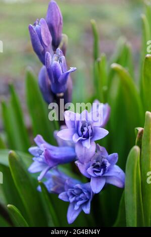 Blaue Hyazinthe mit weichen Blütenblättern, Knospen und grünen Blättern, blühende Hyazinthe im Garten, blaue Frühlingsblumen, blaues Hyazinthmakro, Blumenfoto, Stockfoto