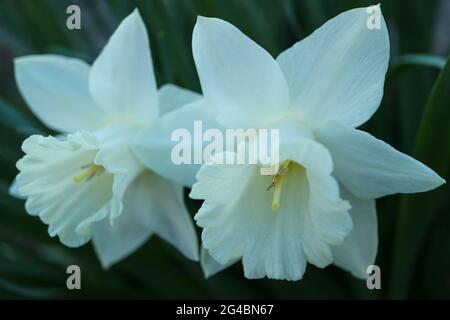 Weiße Narzissen, Narzissen, mit zarten Blütenblättern und grünen Blättern, Narzissen im Garten, weiße Frühlingsblumen Makro, Weiße Narzissen, Stockfoto