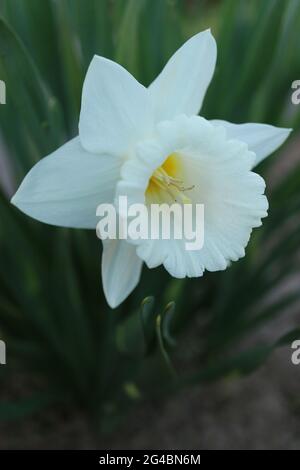 Weiße Narzissen, Narzissen, mit zarten Blütenblättern und grünen Blättern, Narzissen im Garten, weiße Frühlingsblumen Makro, Weiße Narzissen, Stockfoto