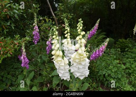 Fuchshandschuhe im Rand Stockfoto