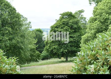 Durch die Bäume in Devon Stockfoto