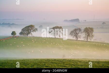 Eine Reihe von Bäumen wird von niedrig hängendem Nebel während eines wunderschönen pastellfarbenen Sonnenaufgangs in der Landschaft um Almscliffe Crag, North Yorkshire, hervorgehoben. Stockfoto