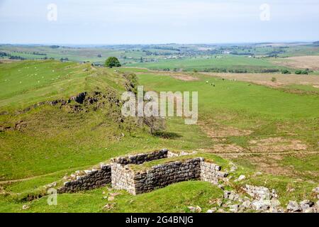 Blick entlang Walltown Klippen Teil der Hadrians Wand lange Strecke National Trail Wanderweg Northumberland England Großbritannien Stockfoto