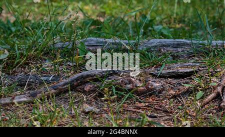 Natürliche Schritte von hundert Jahre alten Baumwurzeln. Natürliche Treppen sind in die Halle gewachsen. Ringsum sind alte braune Blätter, Kiefernzweignadeln, Blätter Stockfoto