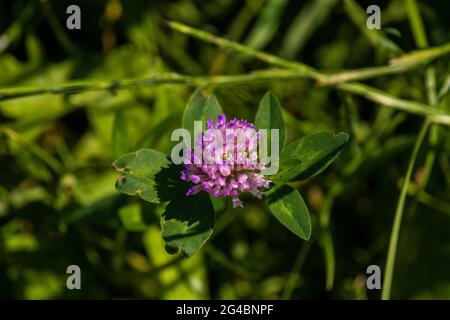 Eine kleine Sommerblume. Lila Kleeblatt auf der Wiese. Grüner, nebliger Hintergrund mit Grasstämmen und Blättern. Die Sonne scheint darauf und beleuchtet eac Stockfoto