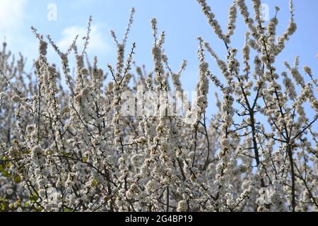 Schlehdorn in der Blüte, Prunus spinosa. Stockfoto