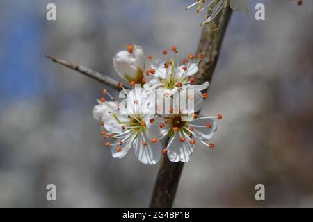 Detail von Schlehdorn in Blüte mit Dorn, Prunus spinosa. Stockfoto