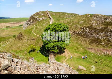 Der berühmte Baum bei Sycamore Gap, der in Richtung Highshield blickt, liegt auf dem Hadrianswall auf dem Langstrecken-Nationalpfad in Northumberland England, Großbritannien Stockfoto