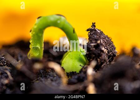 Makrofoto von keimenden weißen Bohnen mit eingewickelten Blättern, die in einem gelben Topf aus dem Boden kommen. Stockfoto