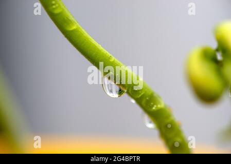 Makrofoto eines Stiels junger weißer Bohnen mit Wassertropfen auf grauem Hintergrund. Stockfoto