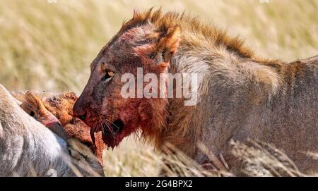 löwe mit blutigem Gesicht, Etosha National Park, Namibia, (Panthera leo Stockfoto