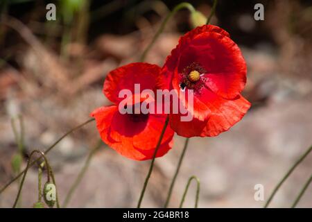 Nahaufnahme von leuchtend roten papaver-Rhoeas, auch Mohnblumen genannt, in der Frühjahrssaison Stockfoto