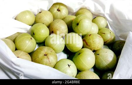 Haufen frischer indischer Stachelbeere (Phyllanthus emlica), auch als Emblic, Emblic Myrobalan, Myrobalan, Malacca-Baum oder Amla-Frucht bekannt Stockfoto