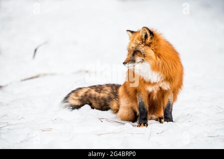 Fuchs im Schnee in Arizona Stockfoto