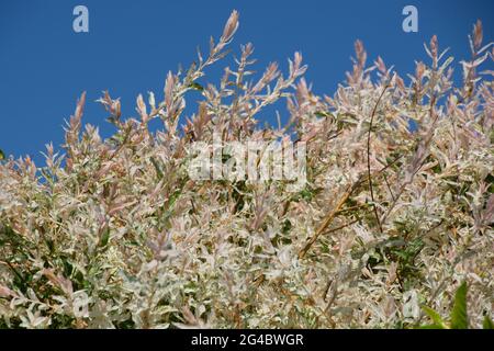 Teil der blühenden Salix integra Hakuro-nishiki im Garten unter azurblauem Himmel Stockfoto