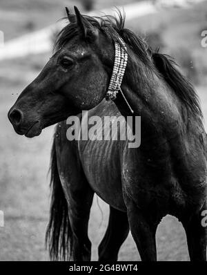 Schmutziges Pferd im Lehm gegen die Naturlandschaft. Schwarzer Hengst mit Perlen am Hals. Stockfoto