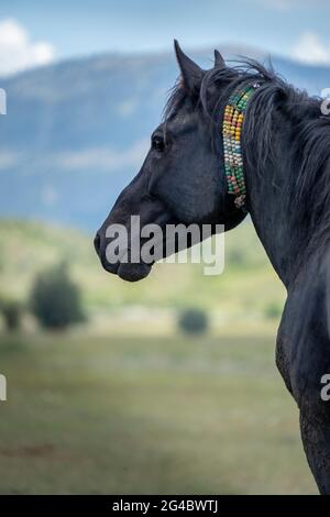 Schmutziges Pferd im Lehm gegen die Naturlandschaft. Schwarzer Hengst mit Perlen am Hals. Stockfoto