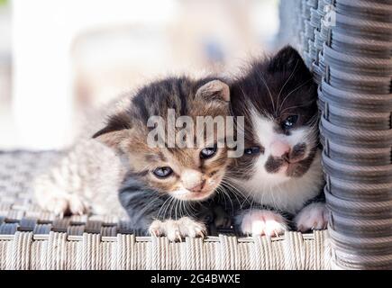 Katzenkatzen Geschwister kleben zusammen. Süße Neugeborene Kätzchen schauen überrascht an der Kamera. Stockfoto