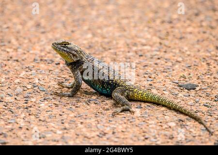 Wilde Eidechse in Arizona Stockfoto