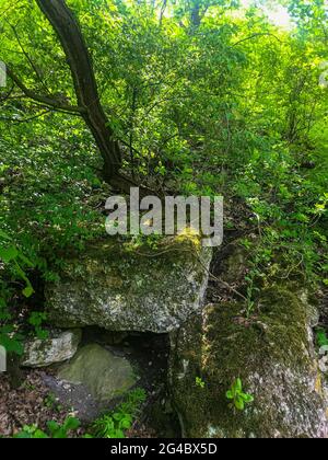 Old Orhei. Moldawien. Natur.Butuceni. Grüne hillen. Stein im Wald Stockfoto