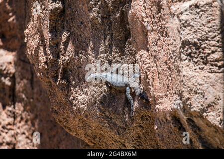 Wilde Eidechse in Arizona Stockfoto