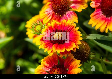 Gerberas sind gelb. Gelbe Gartenblumen. Ein großes Foto einer Blume. Stockfoto