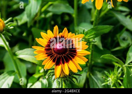 Gerberas sind gelb. Gelbe Gartenblumen. Ein großes Foto einer Blume. Stockfoto