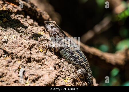 Wilde Eidechse in Arizona Stockfoto