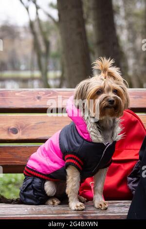 Ein Hund Toy Terrier auf dem Rasen im Park, vor dem Hintergrund der Sommer. Für text Stockfoto