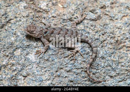 Wilde Eidechse in Arizona Stockfoto