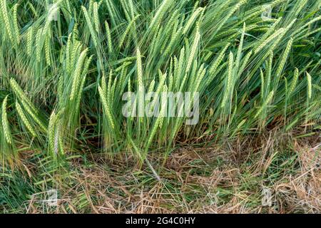 Detailfläche einer jungen grünen zweireihigen Gerstenernte in einem Feld Stockfoto