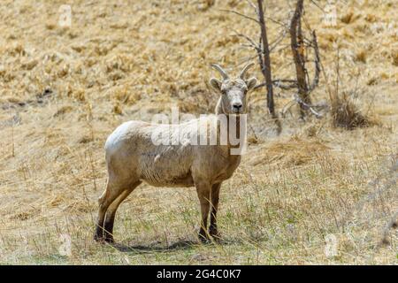 Female Bighorn Sheep - Nahaufnahme eines reifen und starken weiblichen Dickhornschafs, das auf einer Bergwiese im Rocky Mountain National Park steht. CO, USA. Stockfoto
