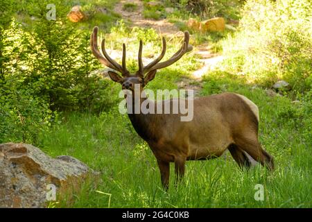 Spring Bull Elk - Enge Begegnung mit einem Bullenelch in einem Wald auf einem Wanderweg. Rocky Mountain National Park, Colorado, USA. Stockfoto