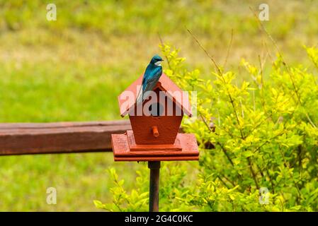 Baumschwalbe - EINE Baumschwalbe, die unter dem hellen Frühlingssonlight auf einem roten Vogelhaus steht. Colorado, USA. Stockfoto