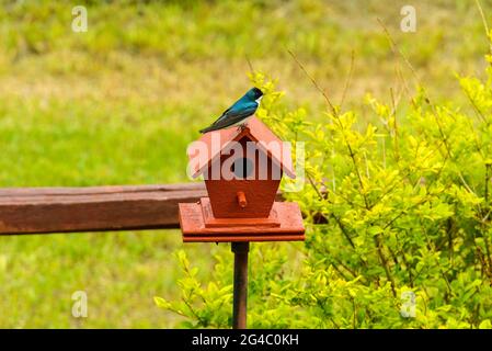 Tree Swallow - EINE niedliche Tree Swallow, die auf einem roten Vogelhaus unter dem hellen Frühlings-Sonnenlicht steht. Colorado, USA. Stockfoto