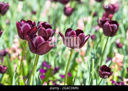 Dark Purple Tulips - Nahaufnahme eines Bündels dunkler purpurner Tulpen, die in einem Blumenfeld unter strahlendem Frühlings-Sonnenlicht blühen. Colorado, USA. Stockfoto