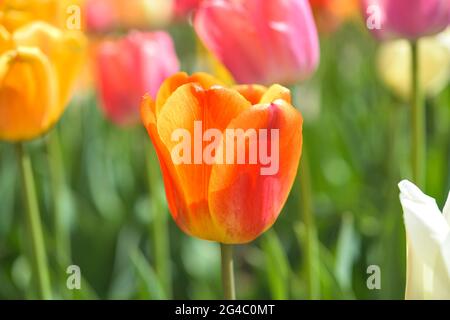 Colours of Spring - Nahaufnahme einer bunten Tulpe, die in einem Frühlingsblumenbett blüht. Colorado, USA. Stockfoto