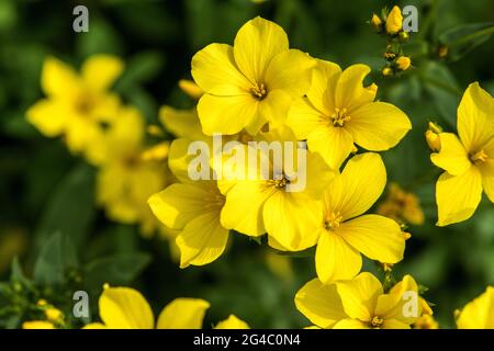 Blühender LINUM FLAVUM L. gelber Flachs Stockfoto