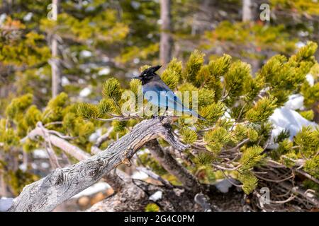 Steller's Jay - EIN Steller's jay, der auf einem schneebedeckten Kiefernzweig steht, gegen starken Bergwind, im Rocky Mountain National Park. Colorado, USA. Stockfoto