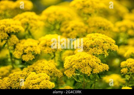 Leuchtend gelbe ALYSSUM MARKORAFII Brassicaceae, Lobularia maritima Stockfoto