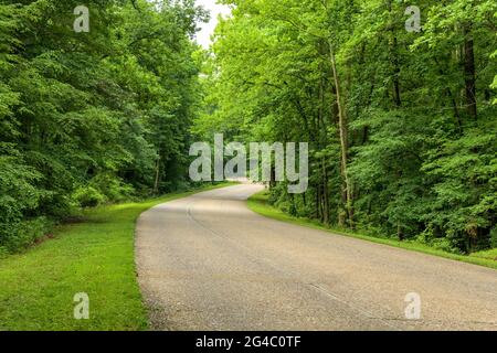 Colonial Parkway - EINE Tagesansicht des breiten dreispurigen Colonial Parkway, der sich durch einen dichten Wald im Colonial National Historical Park schlängelt. VA, USA. Stockfoto