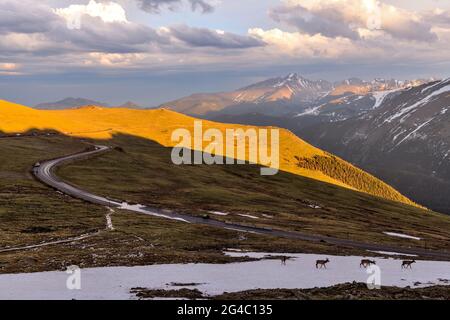 Trail Ridge Road - EINE Elchherde, die an einem stürmischen Frühlingsabend entlang der Trail Ridge Road auf Schneehügeln wandert. Rocky Mountain National Park, CO Stockfoto