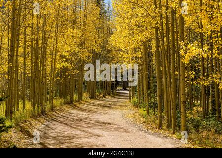 Herbst Aspen Grove - EIN Wanderweg schlängelt sich durch einen goldenen Espenhain an einem hellen sonnigen Herbsttag. Guanella Pass Scenic Byway, Georgetown, CO, USA. Stockfoto