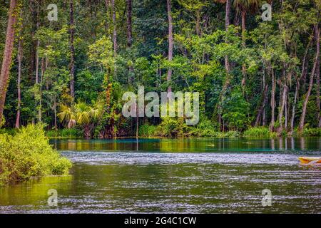 Die Naturfrühlingslandschaft von Silver Springs Florida Stockfoto