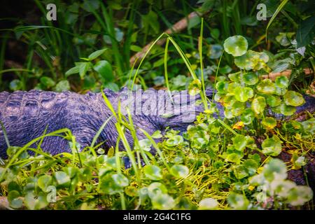 Die Naturfrühlingslandschaft von Silver Springs Florida Stockfoto