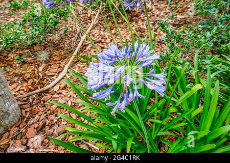 Die Naturfrühlingslandschaft von Silver Springs Florida Stockfoto