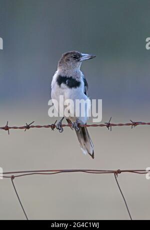 Pied Butcherbird (Cracticus nigrogularis nigrogularis) ist unreif und mausert sich zu einem erwachsenen Gefieder, das auf einem Stacheldrahtzaun im Südosten von Queensland, Aust, thront Stockfoto